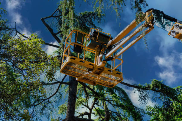 Reliable Madison, WI Tree Service Solutions